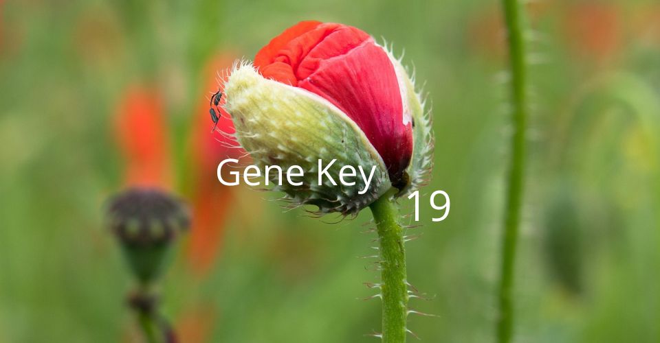 Gene Key 19