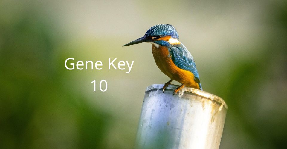 Gene Key 10